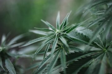 Greening Out From Weed? Here’s What To Do
